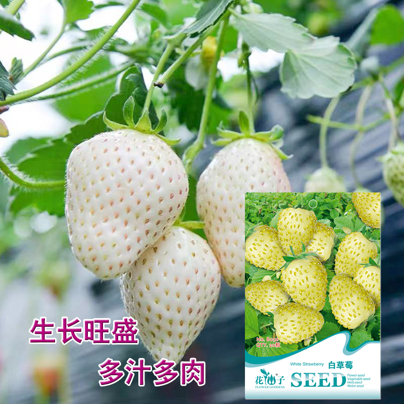 白草莓